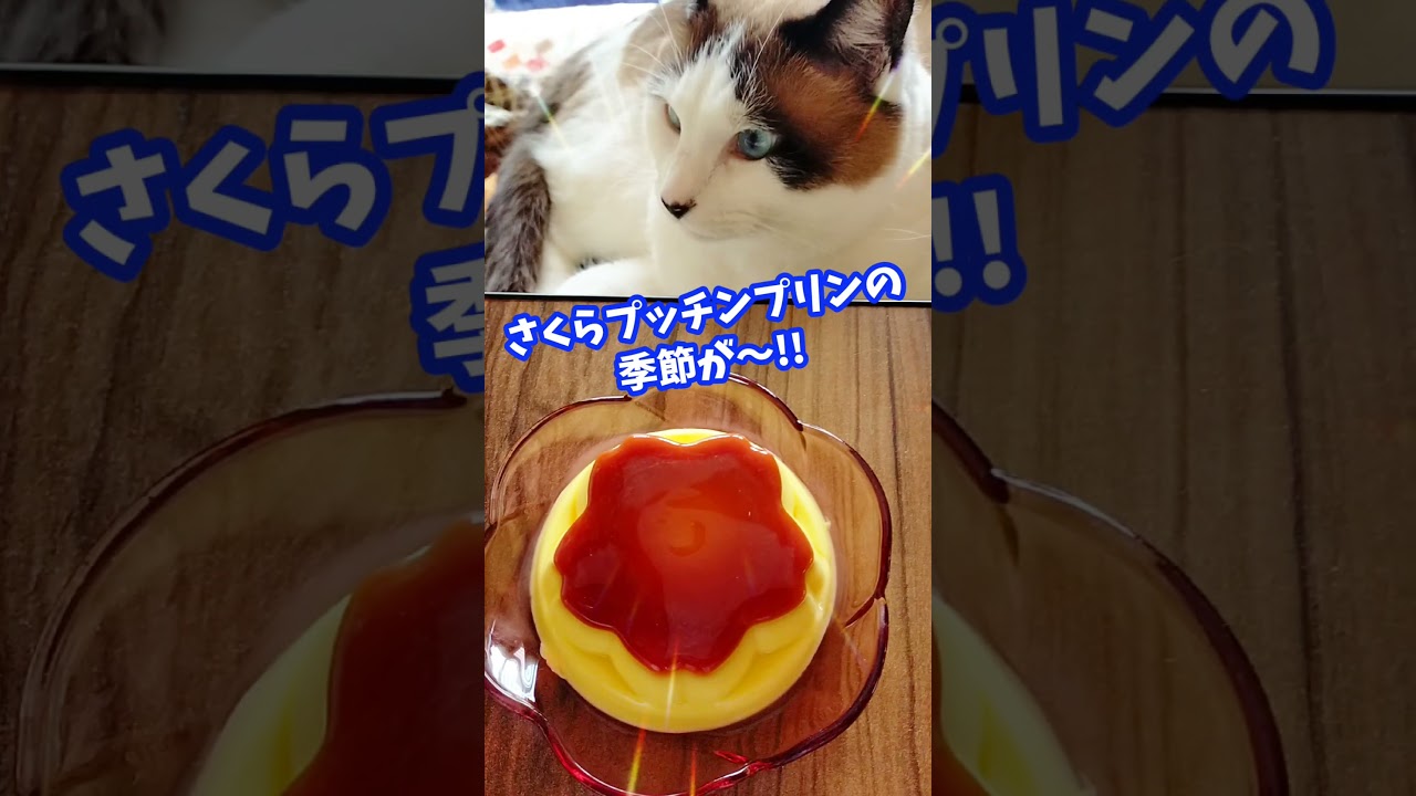 さくらプッチンプリンの季節だよ～🌸❣️ #春限定 #シャム猫 #shorts