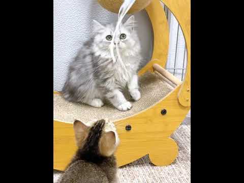 マンチカン ブリマン♡パパマンチカン︎💕︎ママブリティッシュ　シルバー（長毛）