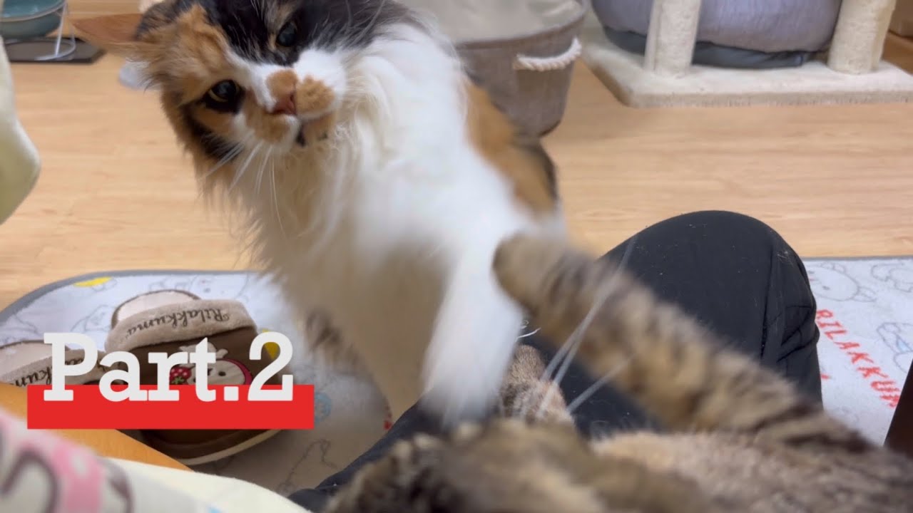 ②母ちゃんいない日 父ちゃんの取り合いで喧嘩が勃発してしまう…