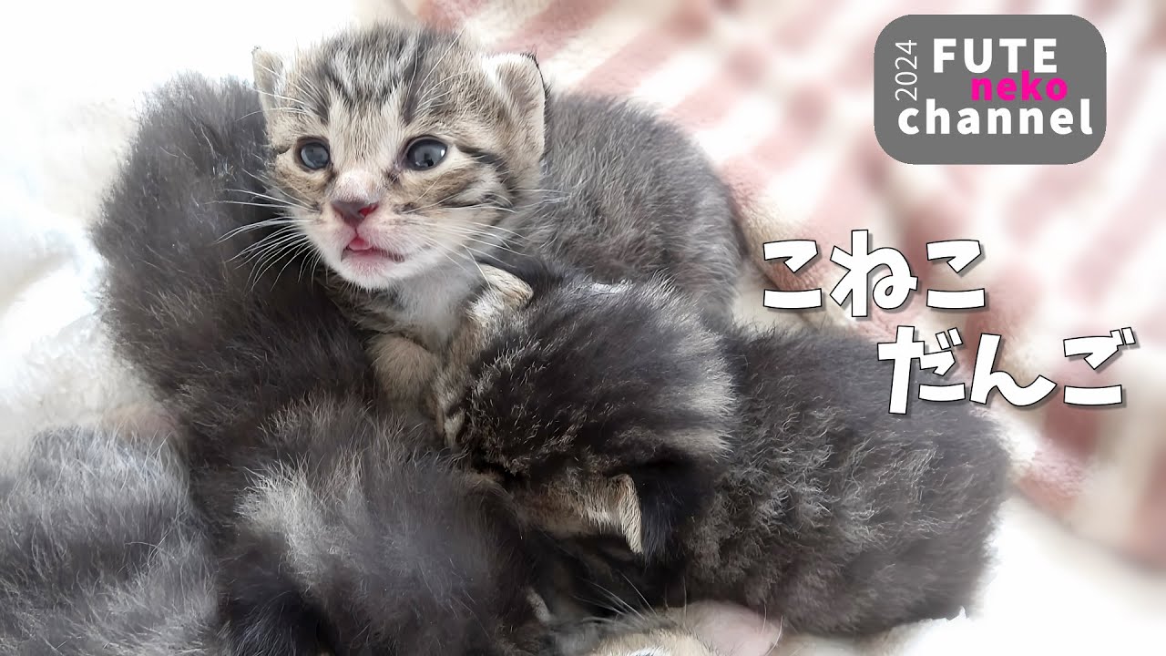 モソモソ動き出した子猫達の可愛さ1000％の子猫団子【保護子猫】