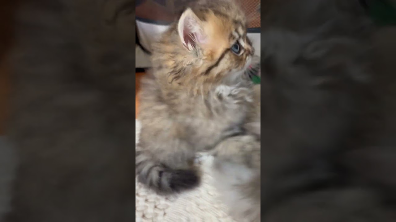 ペルシャ（チンチラ） モフモフで活発な男の子