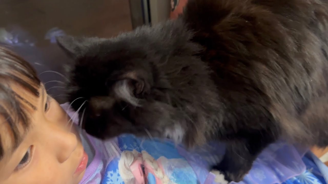 座ると、速攻甘えに来る猫　ラガマフィンWhen I sit down, the cat immediately comes over. Ragamuffin