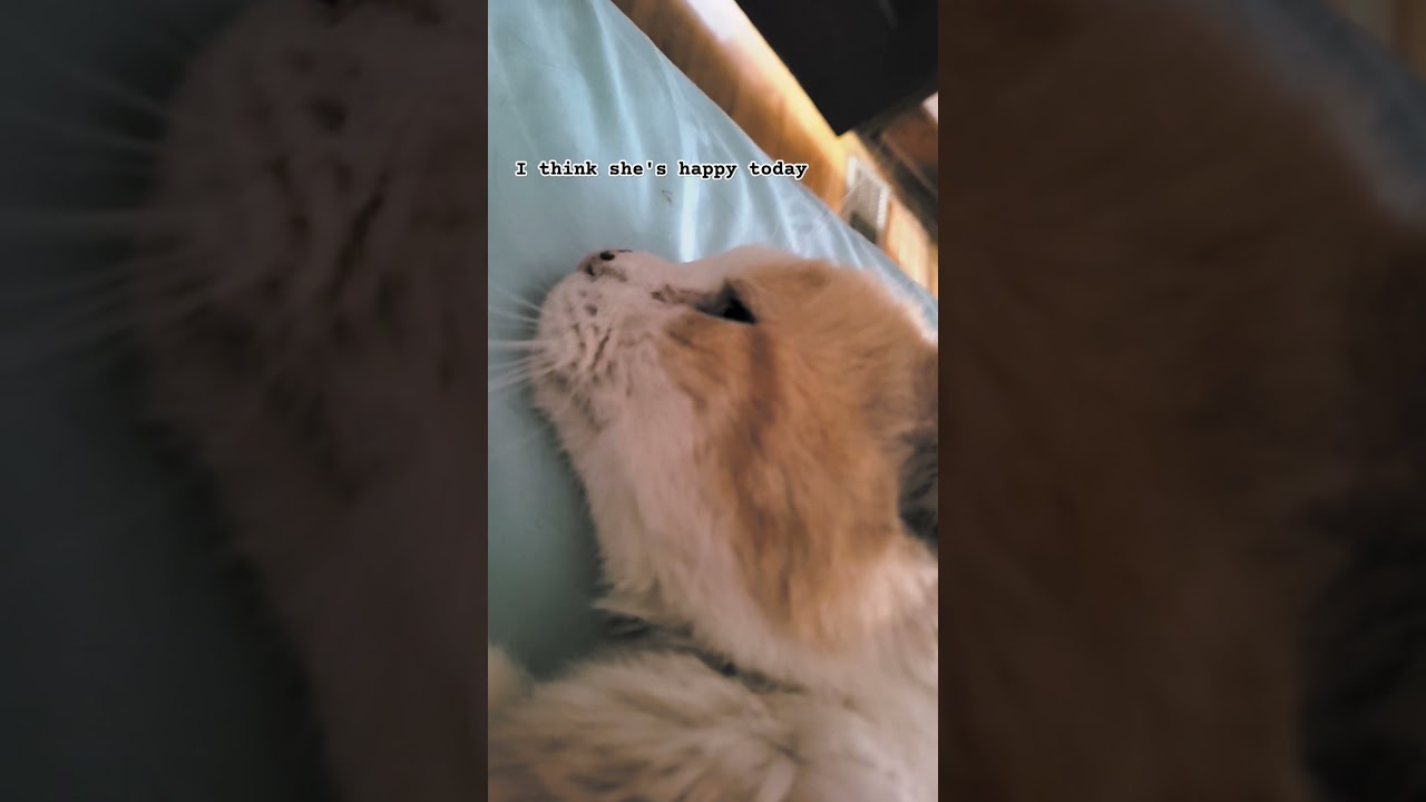 happy Manx purr #youtubeshorts #foryourpage #catscatscats #kittyo