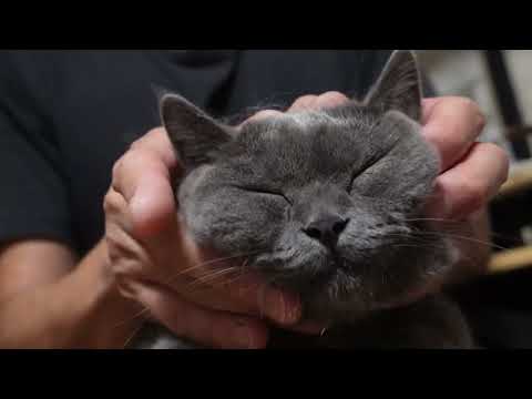 飼い主のマッサージで昇天してしまう猫　 【ブリティッシュショートヘア】