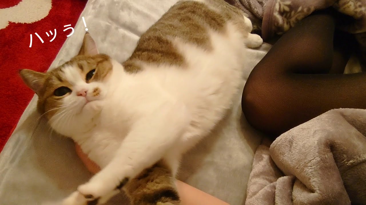 タイツと添い寝だよ。た