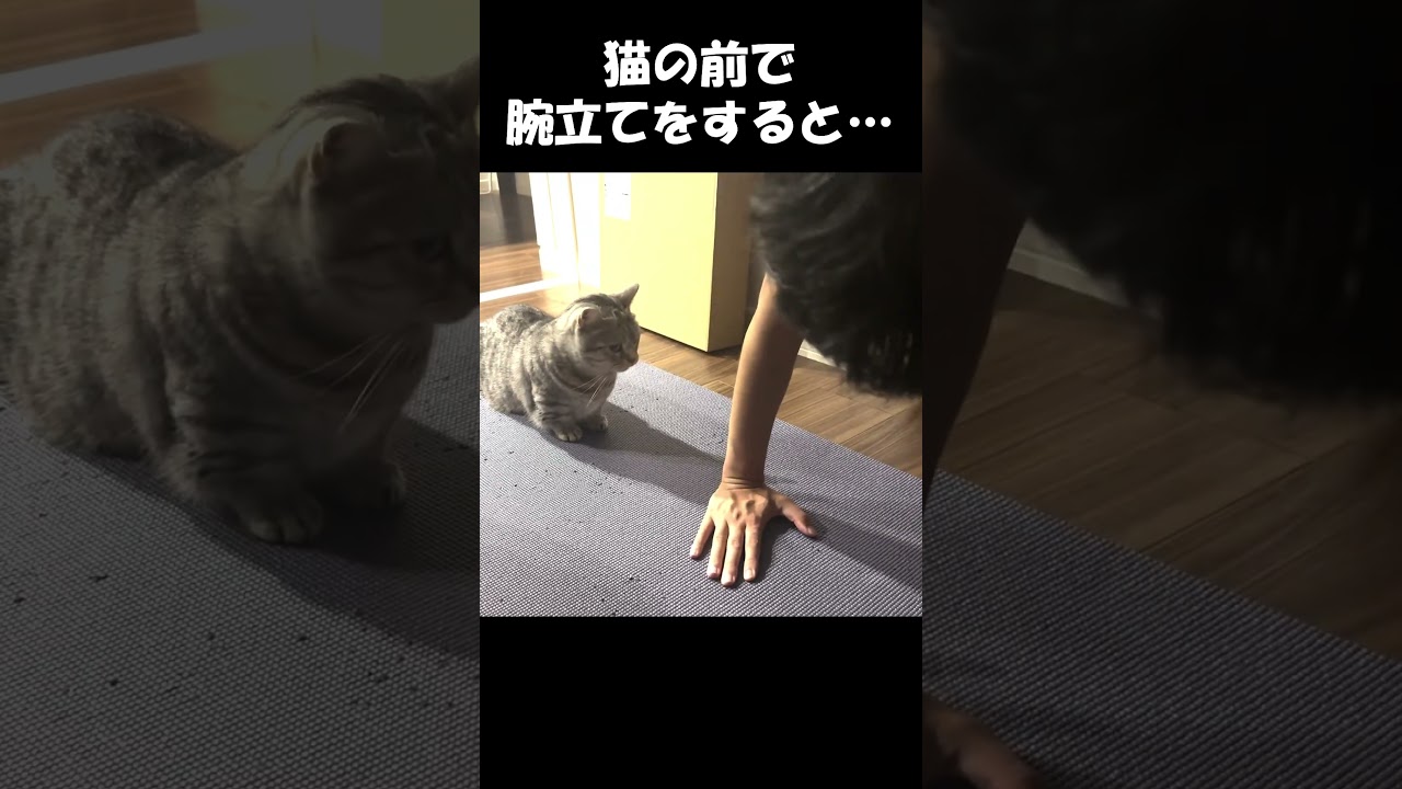 猫の前で腕立てをすると#猫 #ねこ #マンチカン #短足マンチカン#ねこのいる生活  #cat #munchkin #shorts #short