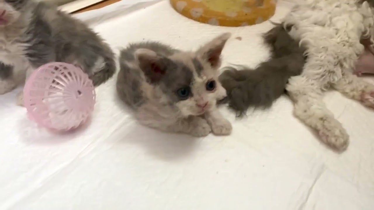 セルカークレックス ふわふわ巻き毛