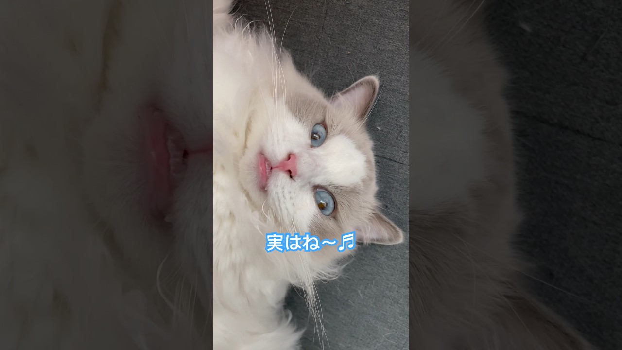 大型猫イケメンラグドール様♡#cat #多頭飼い #ねこ #ラグドール #ほらみて#ragdolls #イケメン