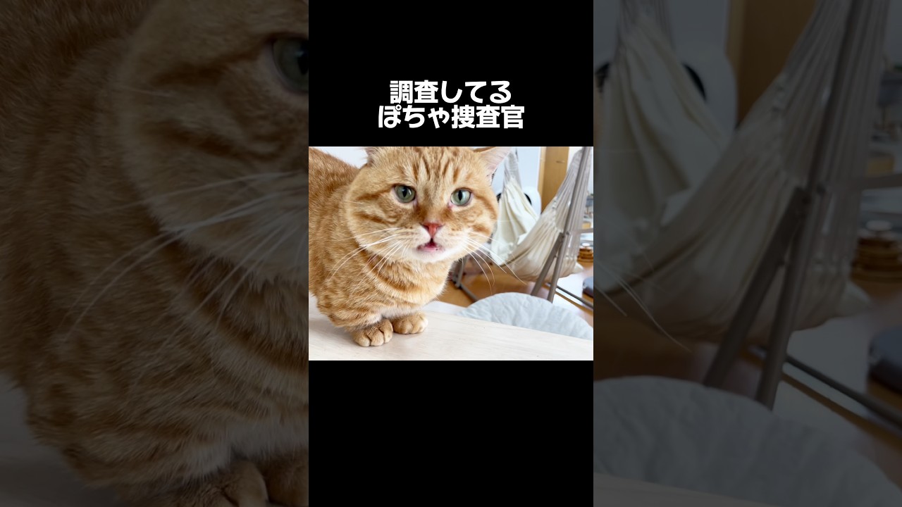 ぽっちゃりファイル #猫 #マンチカン #shorts