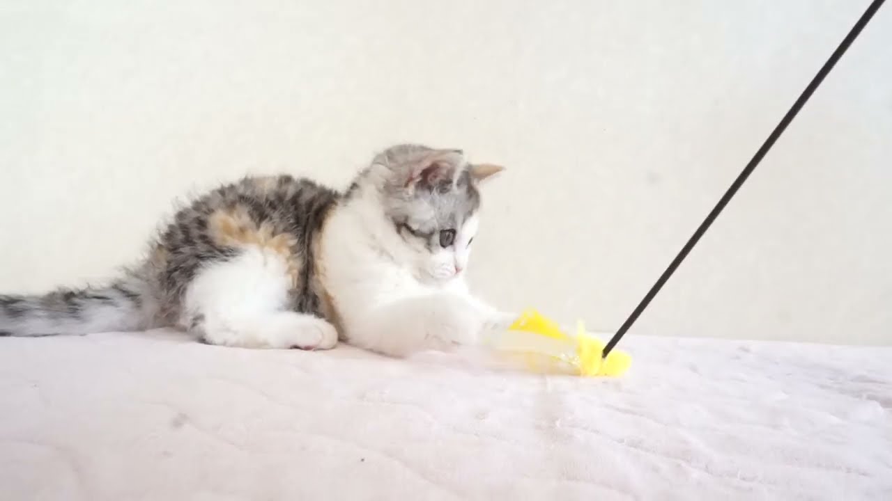 セルカークレックス子猫　2024.5.11産まれ 　ブラウンパッチドタビー＆ホワイト　　女の子　Selkirk Rex　シーダキャット猫のお店