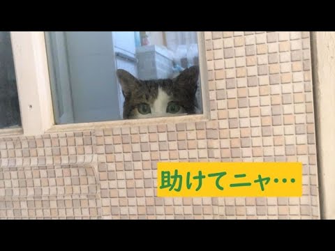 【犬猫の癒し動画】可愛い日本猫＆キャバリア…締め出された猫さんとプチ掃除(ガラス扉)【第20話】