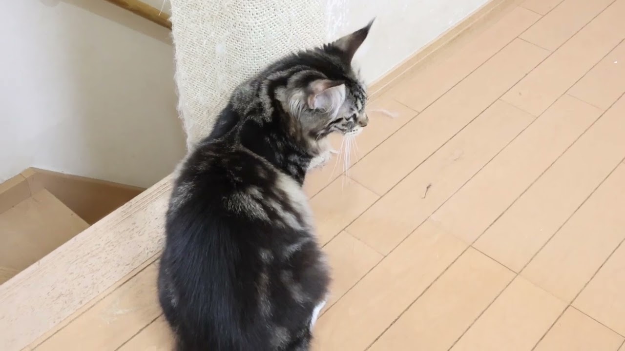 シャンプーに行ったメインクーン子猫ひびきちゃん