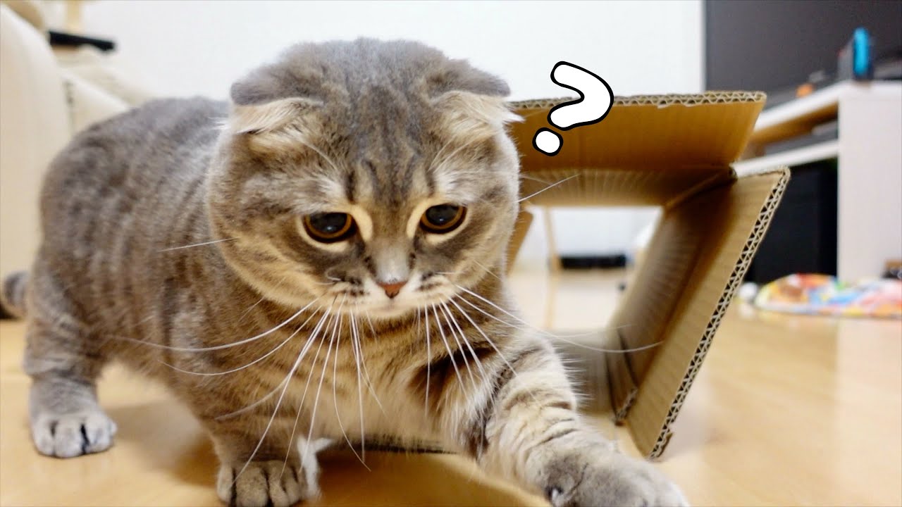 ダンボールの遊び方を忘れてしまった猫がこちらです笑 [マンチカン]