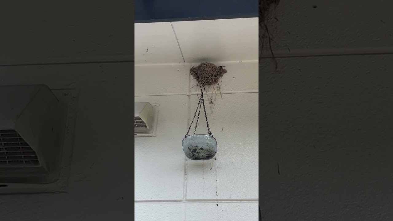 猫は涼しい場所を見つける天才　ツバメ　ロシアンブルー　保護猫