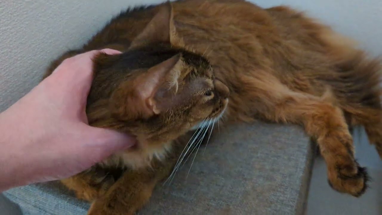 【916日目】はいかわいい #ソマリ #cat