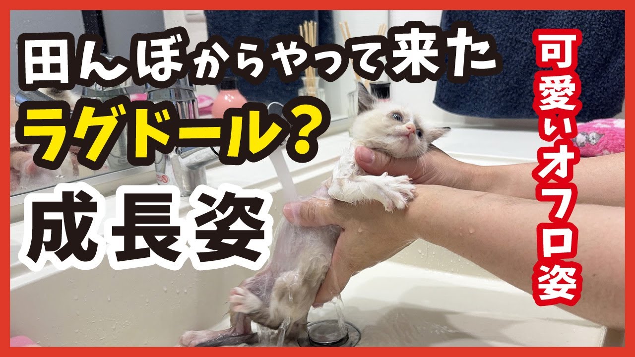 【保護した子猫の成長】変わった毛柄の子猫が立派に成長するまで。