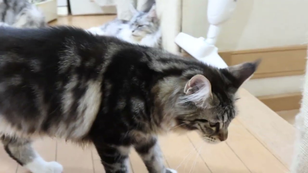 シャンプーに行ったメインクーン子猫ひびきちゃん