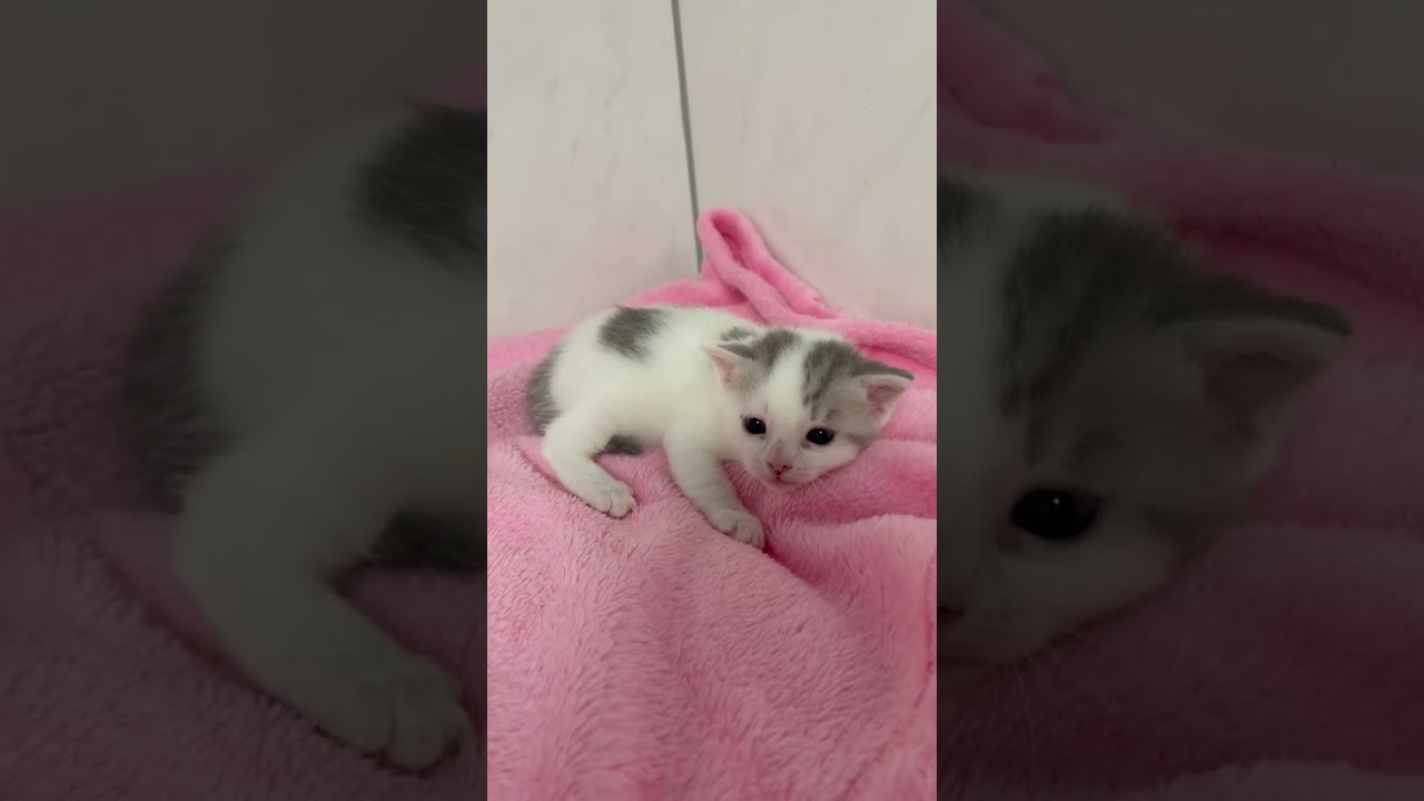 マンチカン長足男の子🩷 【お問合せ詳細は説明欄に記載あります】 #スクーカム #ブリーダー直販 #マンチカン #ミヌエット #ラパーマ #子猫 #子猫販売 #猫 #猫のいる暮らし #猫動画