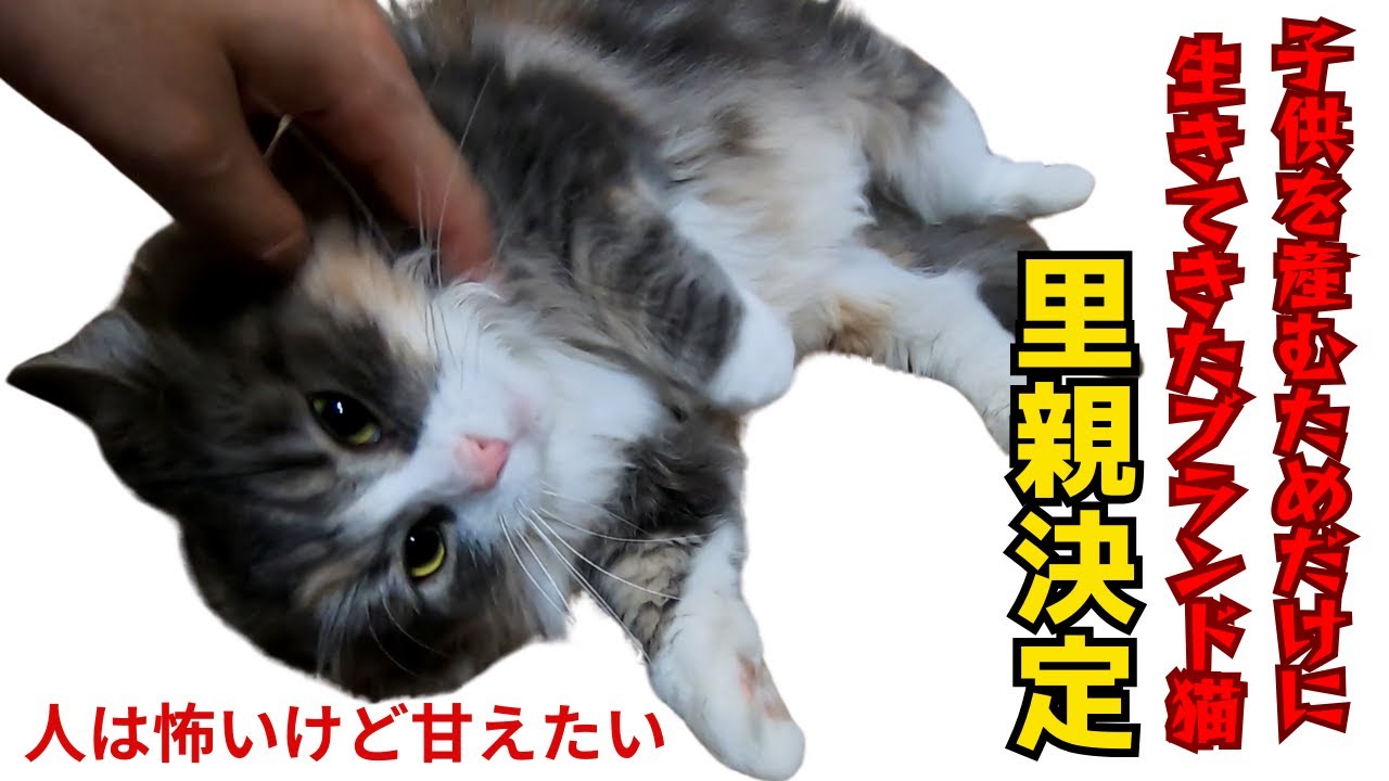 繁殖場からレスキューされたノルウェージャンフォレストキャットビビりでもへそ天で甘えて里親決定（保護猫カフェ猫の木）十三駅　Rescued Norwegian Forest Cat