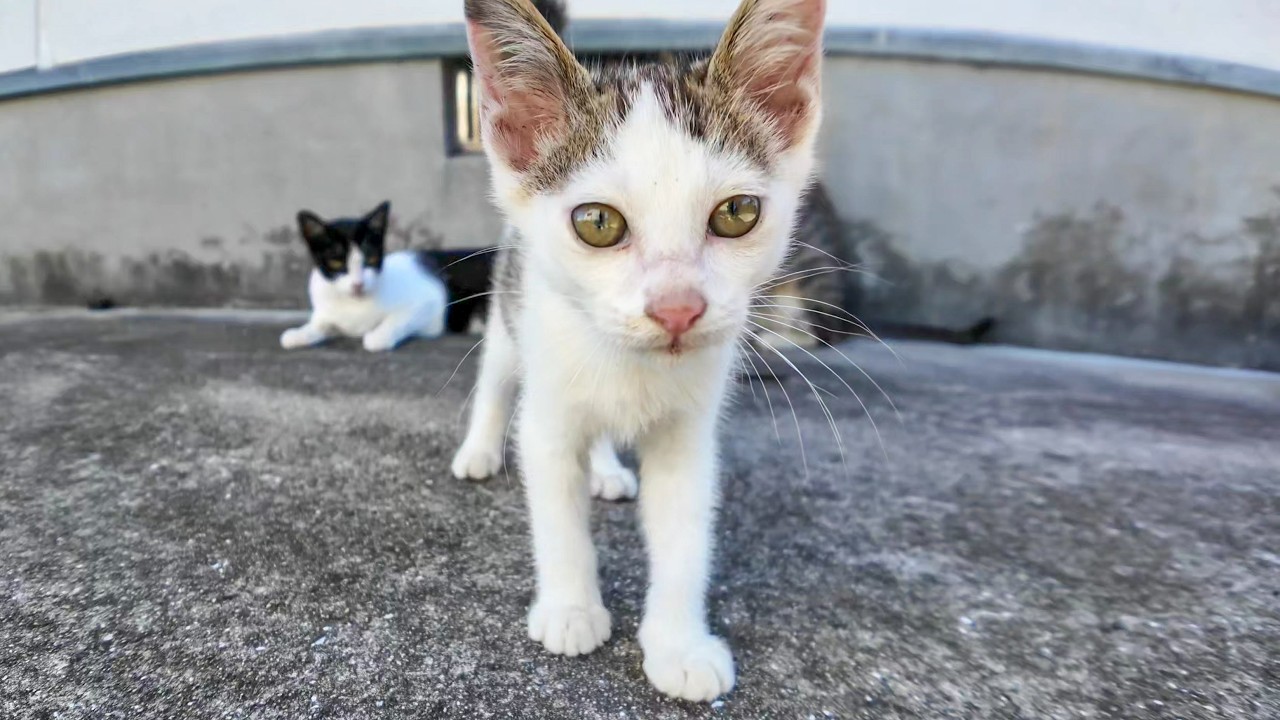指を差し出すとペロペロ舐める子猫がかわい過ぎる