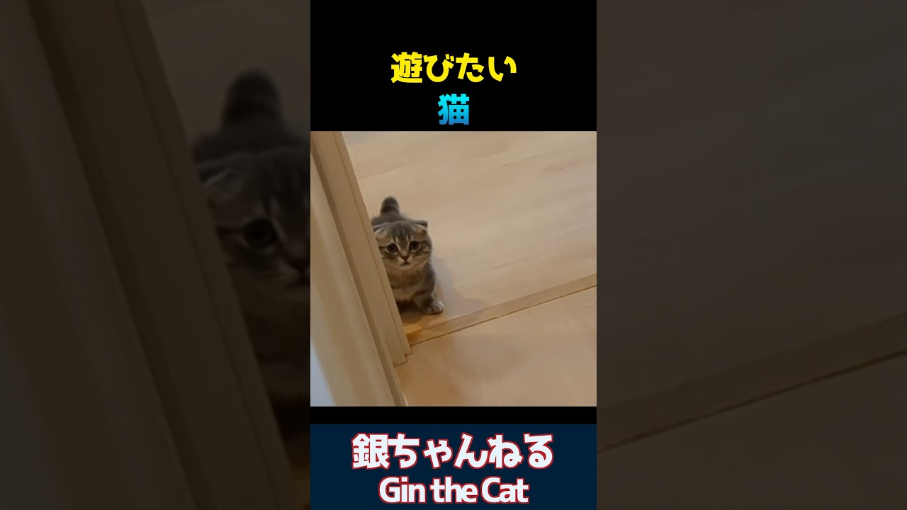 追いかけ回されたい猫　#マンチカン　　#munchkin