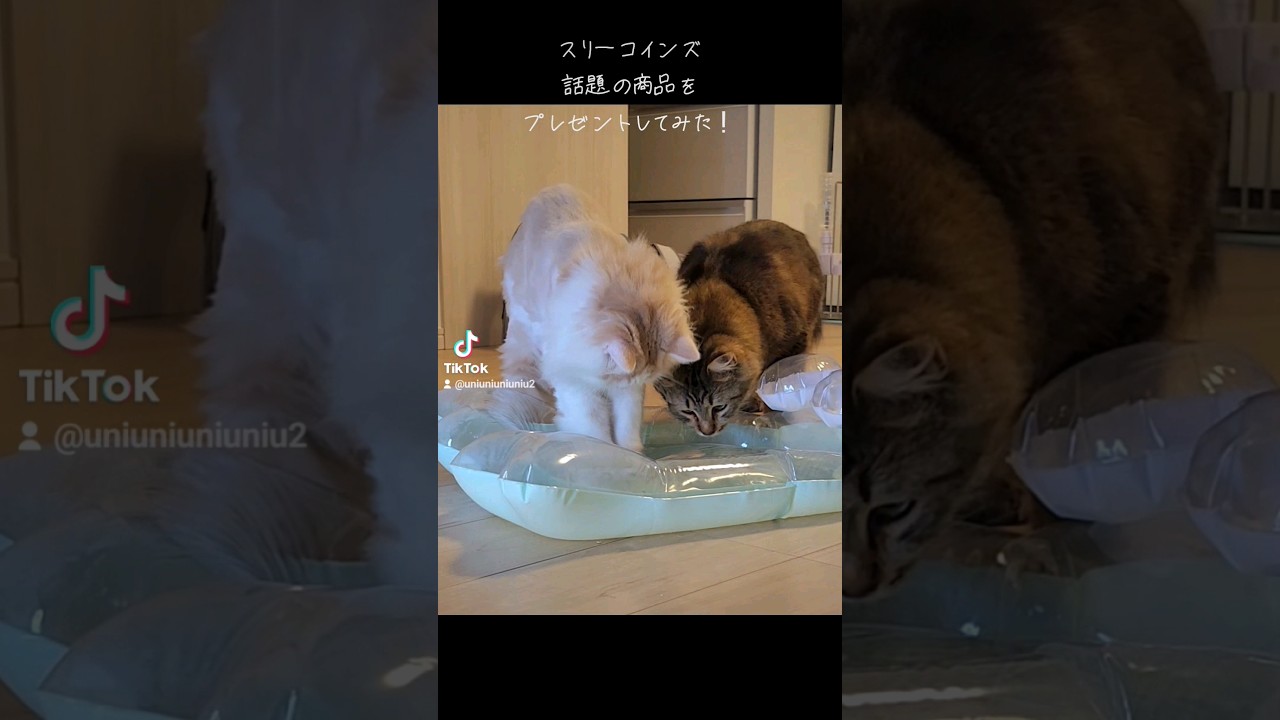 おすすめ✨  #ラガマフィン #猫のいる暮らし #3coins
