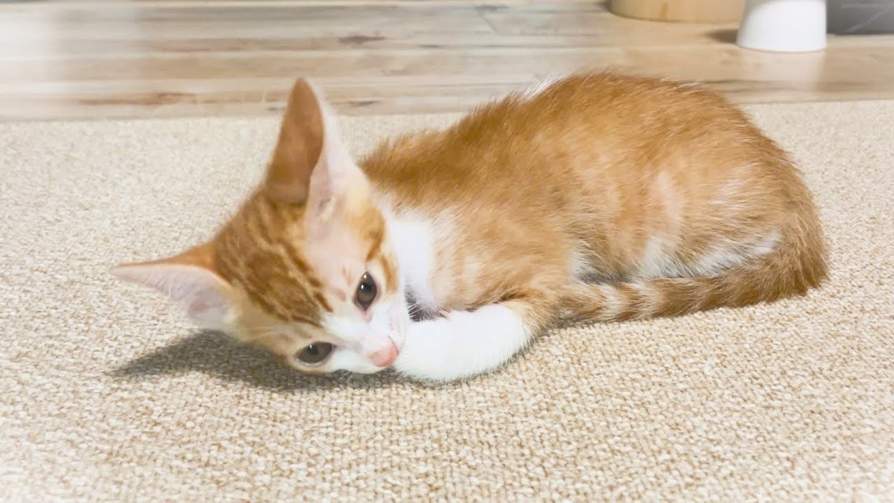 置いてけぼりの居眠り子猫、甘えん坊になっちゃいました