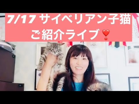 7/17 モカのフライデー❣️サイベリアン子猫のご紹介ライブ❣️