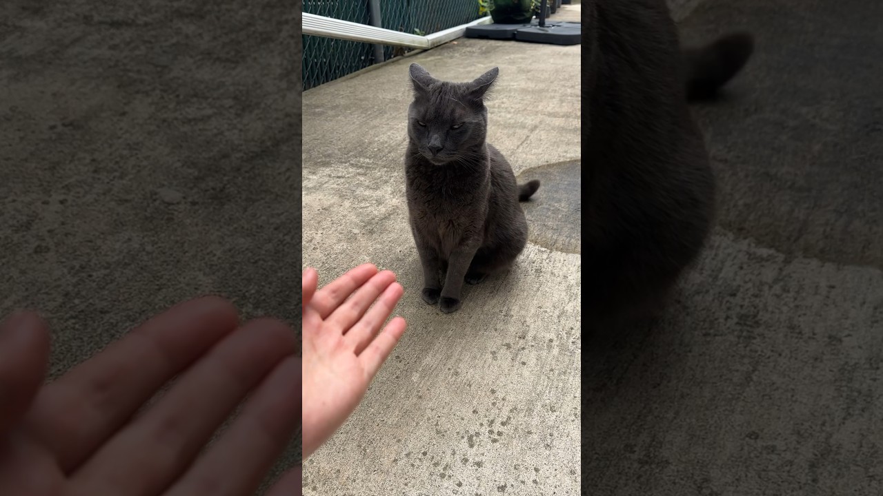 "No, you didn't give me my favorite treats" #cat #catlife #catvideos