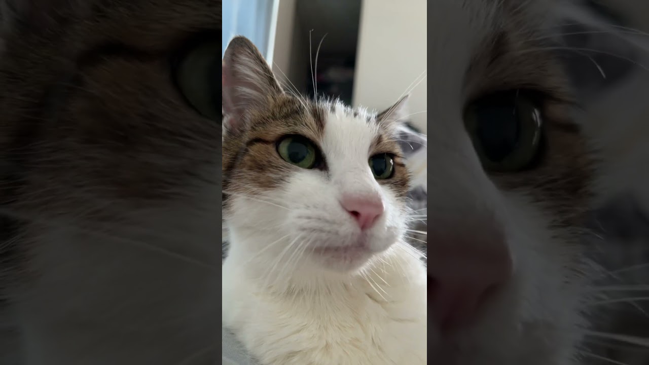キャン玉もまないでの泣き#uramochok #猫#日本猫#もみもみ #shorts