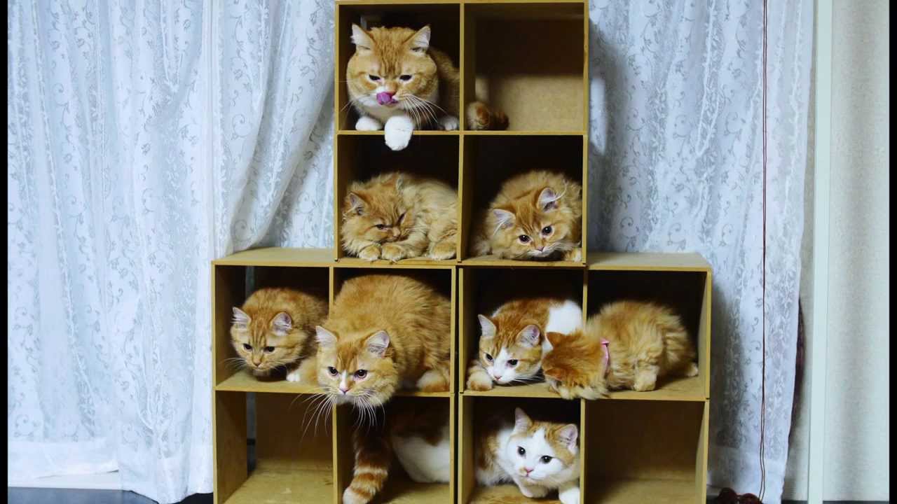 【マンチカンズ】マンチカン一家の記念撮影 ~kitten hotel~