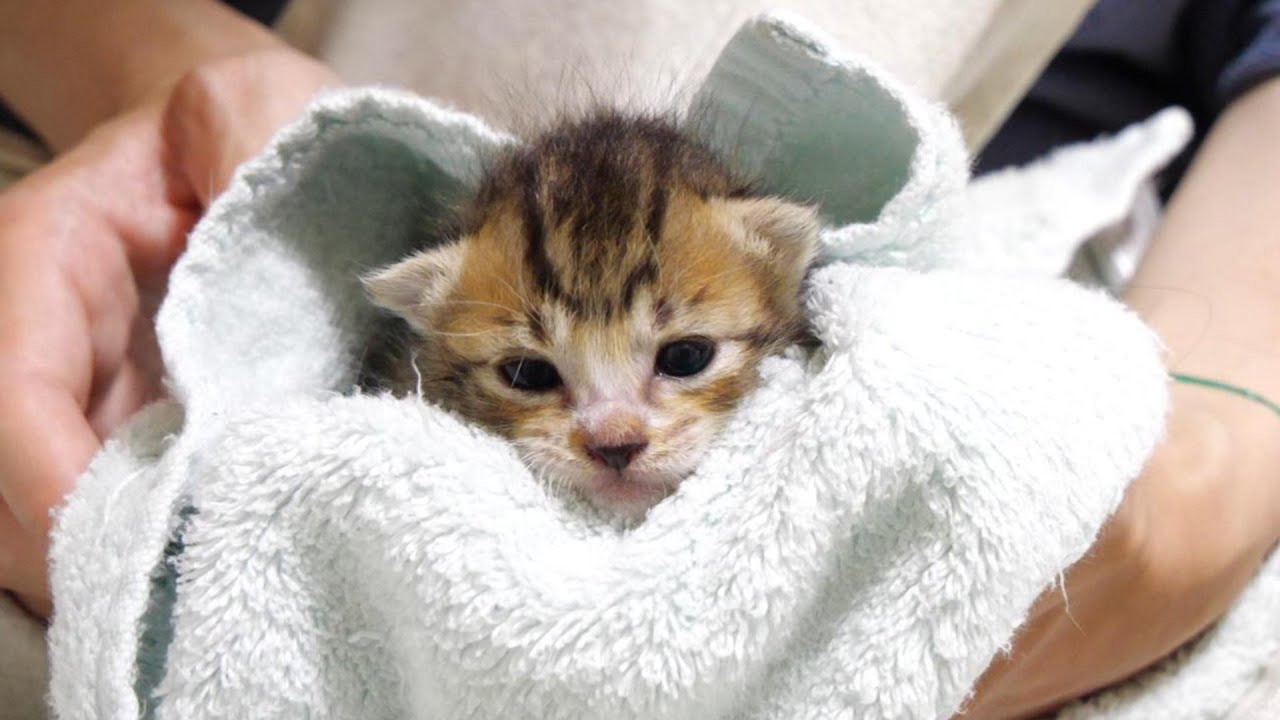 毛布に包まれて、うっとりする子猫【赤ちゃん猫　保護猫】