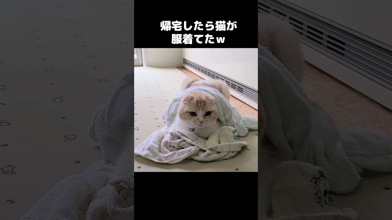 帰宅したら猫が服を着てた...笑#shorts