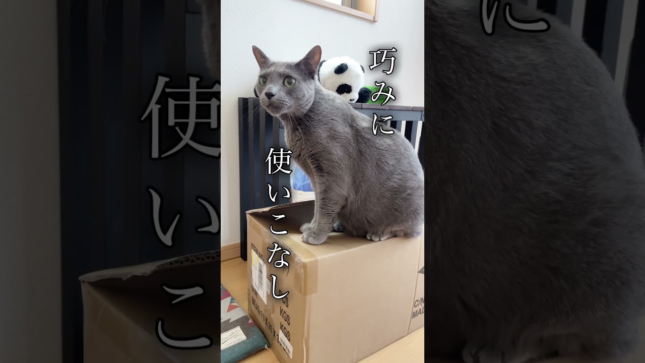 【猫】そんな猫に私は…#猫#三毛猫#ロシアンブルー#癒し#可愛い
