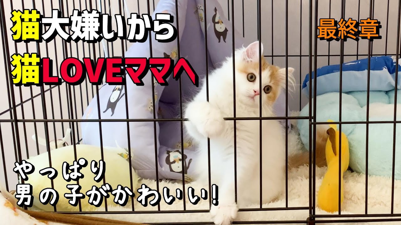 【猫初心者必見】猫嫌いだった私が猫LOVEママになるまで 最終章#スコティッシュフォールド #男の子 #猫好き