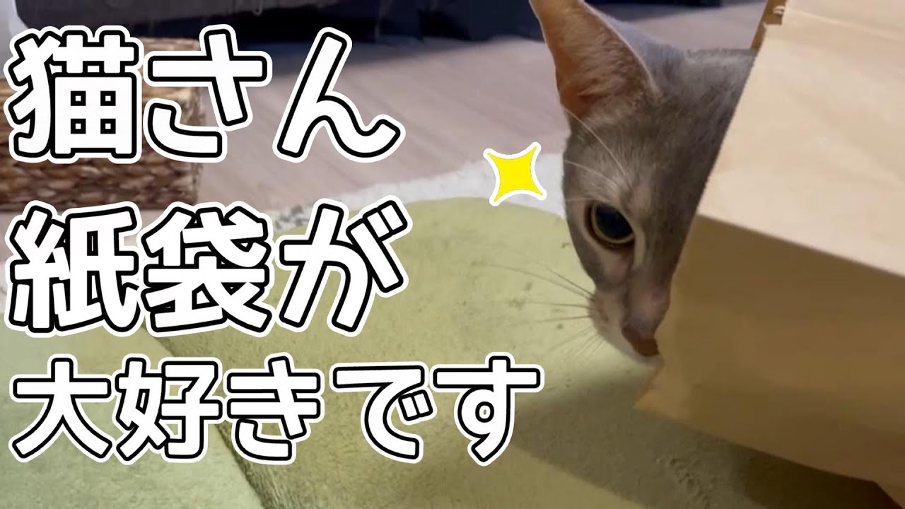 うちの猫さんは紙袋大好き♡