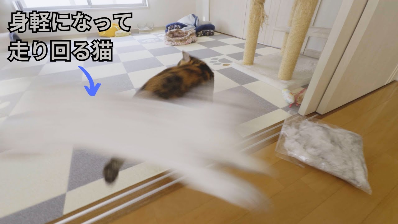 【ペルシャ猫】サマーカットで身軽になった猫がはしゃぎ回って大変でした…ｗｗｗ