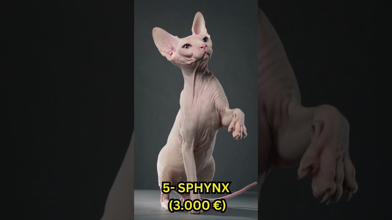 I 10 gatti più costosi del Mondo, 10 Felini più Pregiati e Costosi al Mondo  #cat #funny #gatto