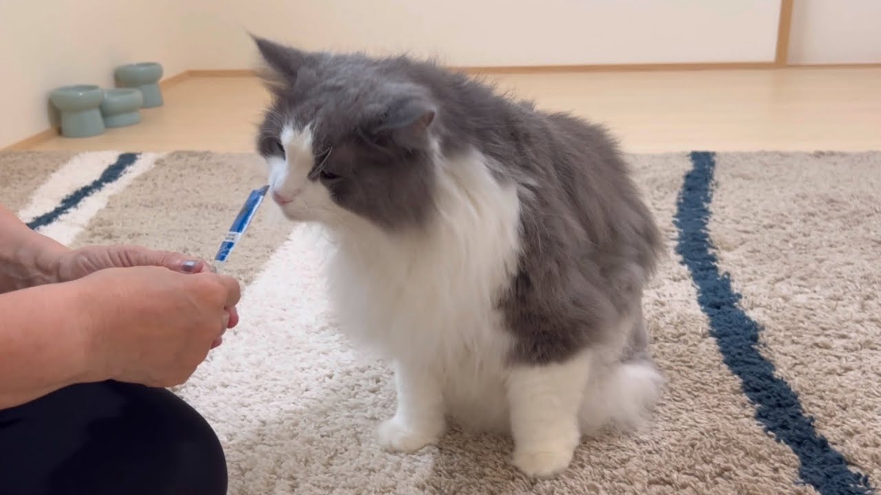 【ご褒美】カットを頑張ったシャールくんに、ばあばがご褒美をあげたよ❤️ノルウェージャンフォレストキャット