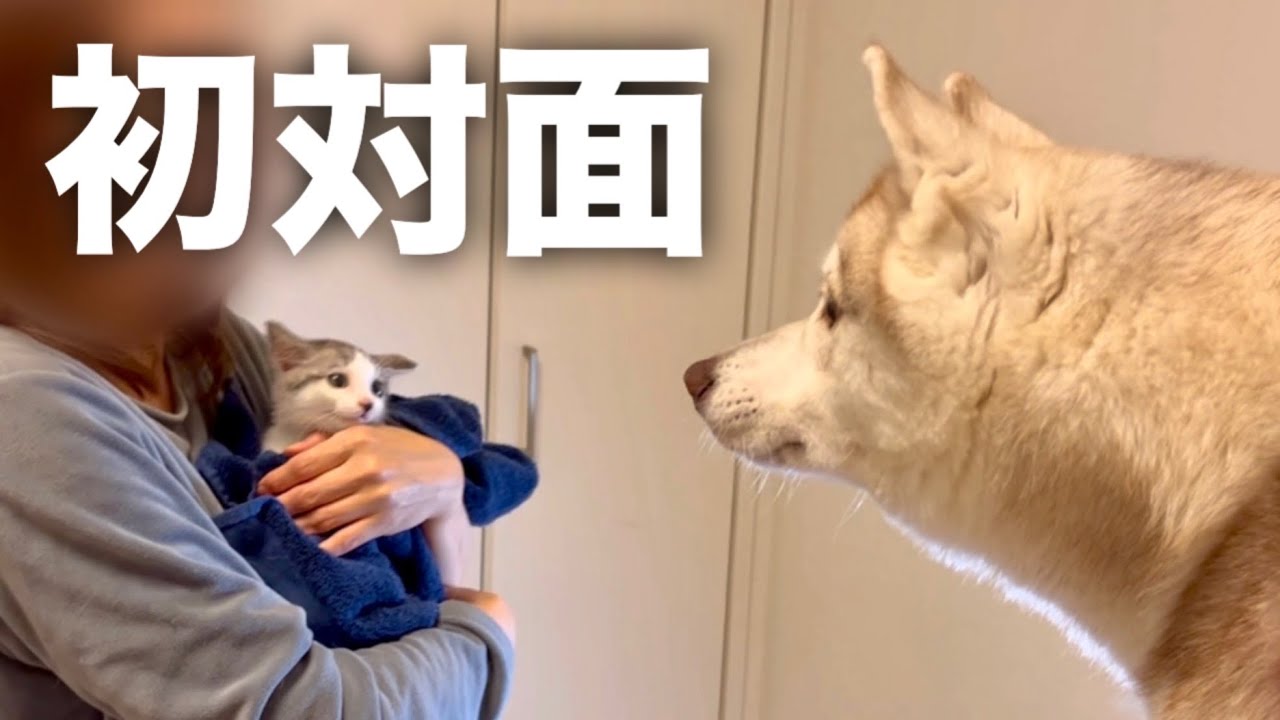【初対面】保護した子猫とハスキー姉妹を会わせた反応がこちら…【シベリアンハスキー】