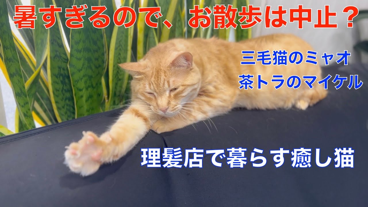朝からの猛暑で、お散歩に出るのを悩む猫　（理髪店で暮らす甘え上手な猫達）トイレは、帰宅してから＾＾🤭