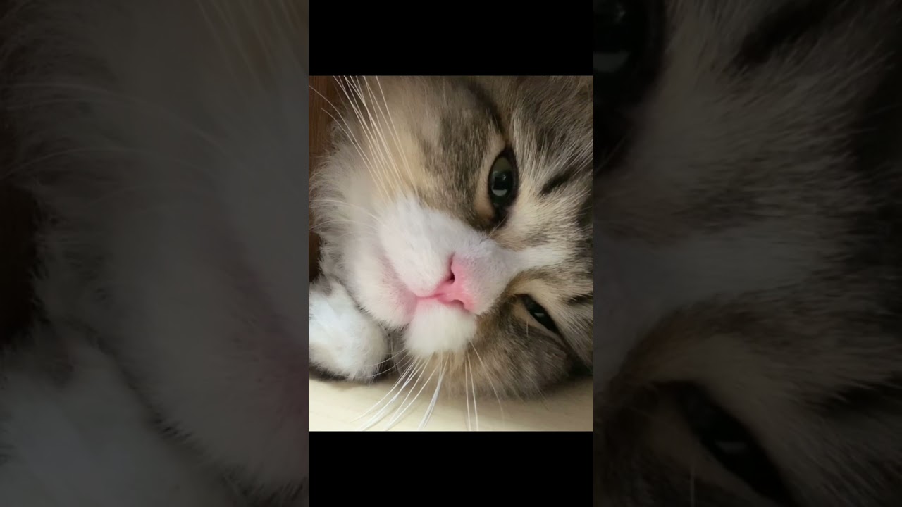 ぼく拗ねてますので。【サイベリアン】I'm sulking.