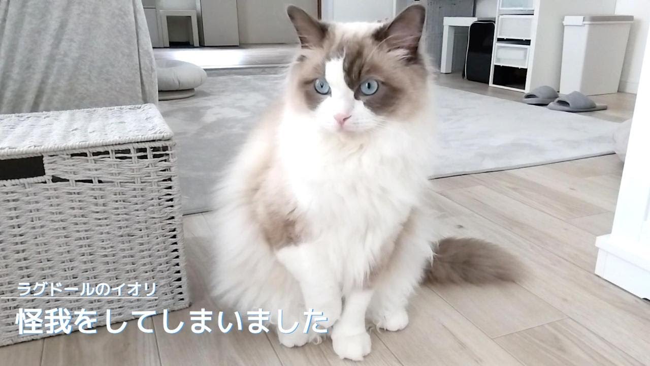 【ラグドール】怪我をしてしまいました