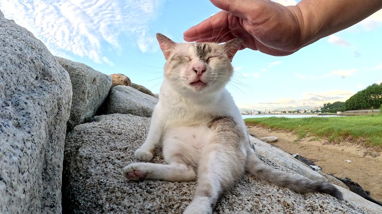 海の岩場に座って夕陽を浴びるシャムミックス猫