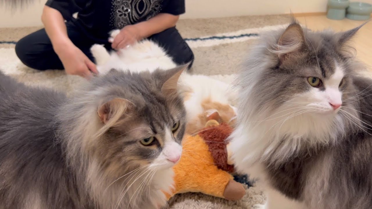 【仲良し？】ばあばを巡って、喧嘩しちゃうもふ猫たちwwwノルウェージャンフォレストキャット♡
