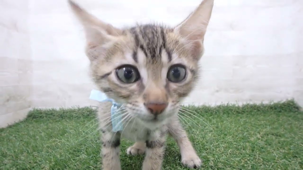 Coo&RIKU　No00680136 エジプシャンマウ