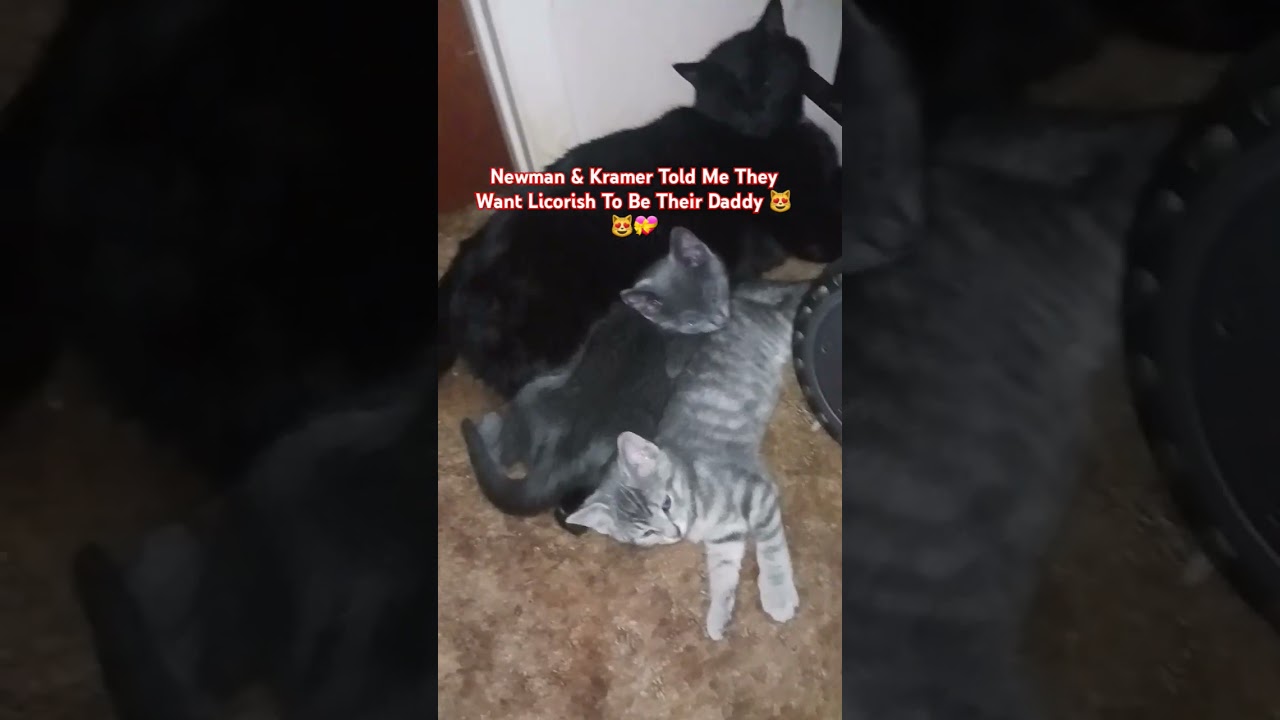 Kramer & Newman: Welcoming Our Adorable Kittens! 😻