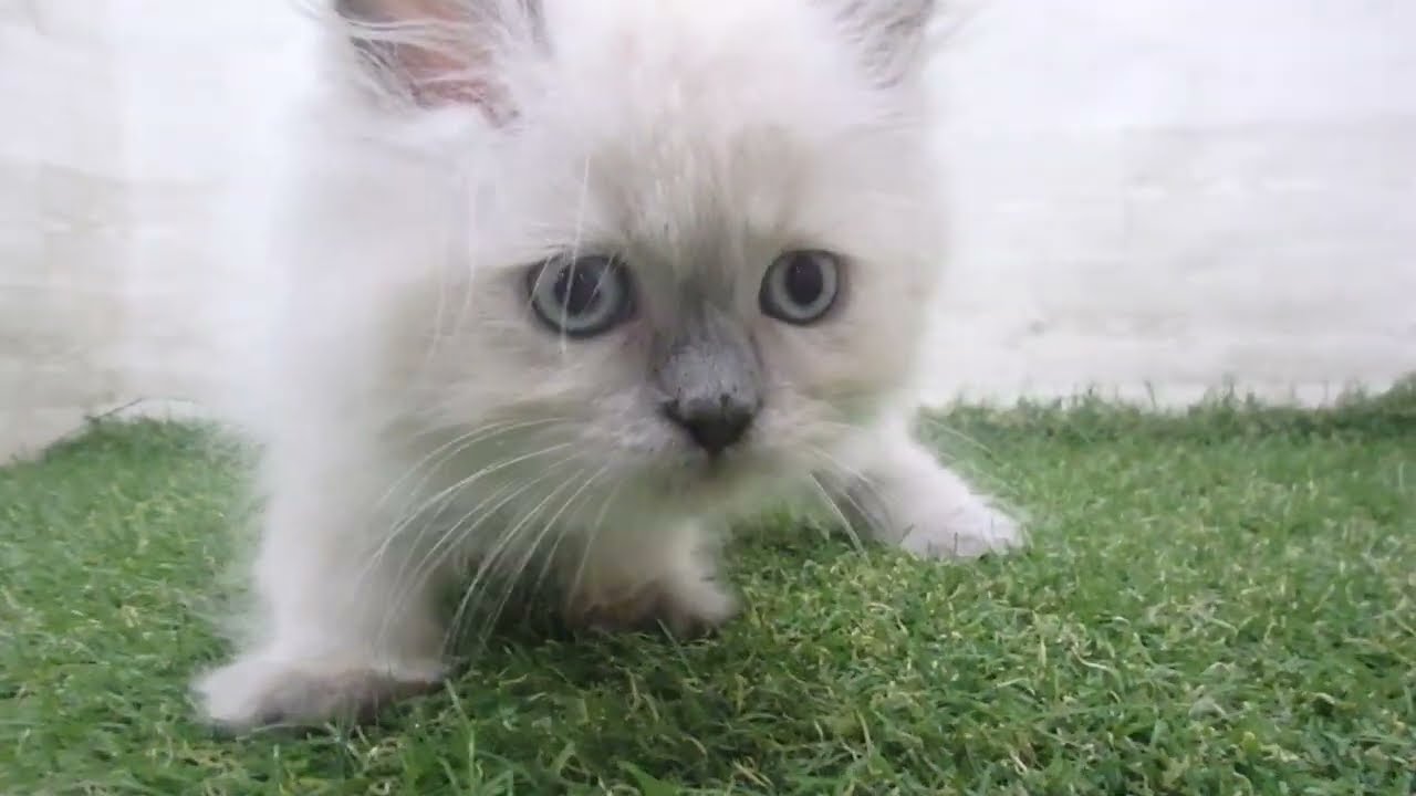 Coo&RIKU　No00683405 ヒマラヤン