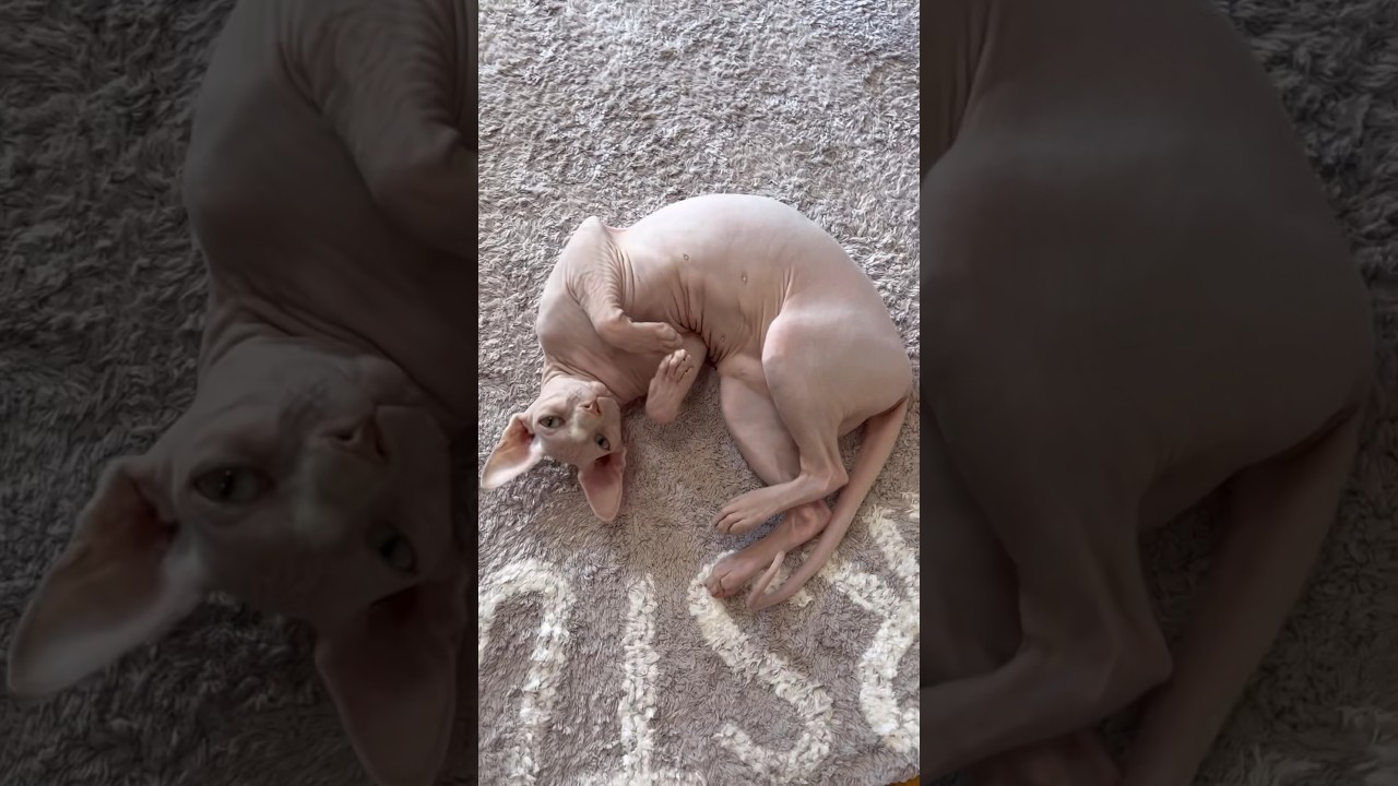 見て！毛のない猫の甘える姿【スフィンクス猫】