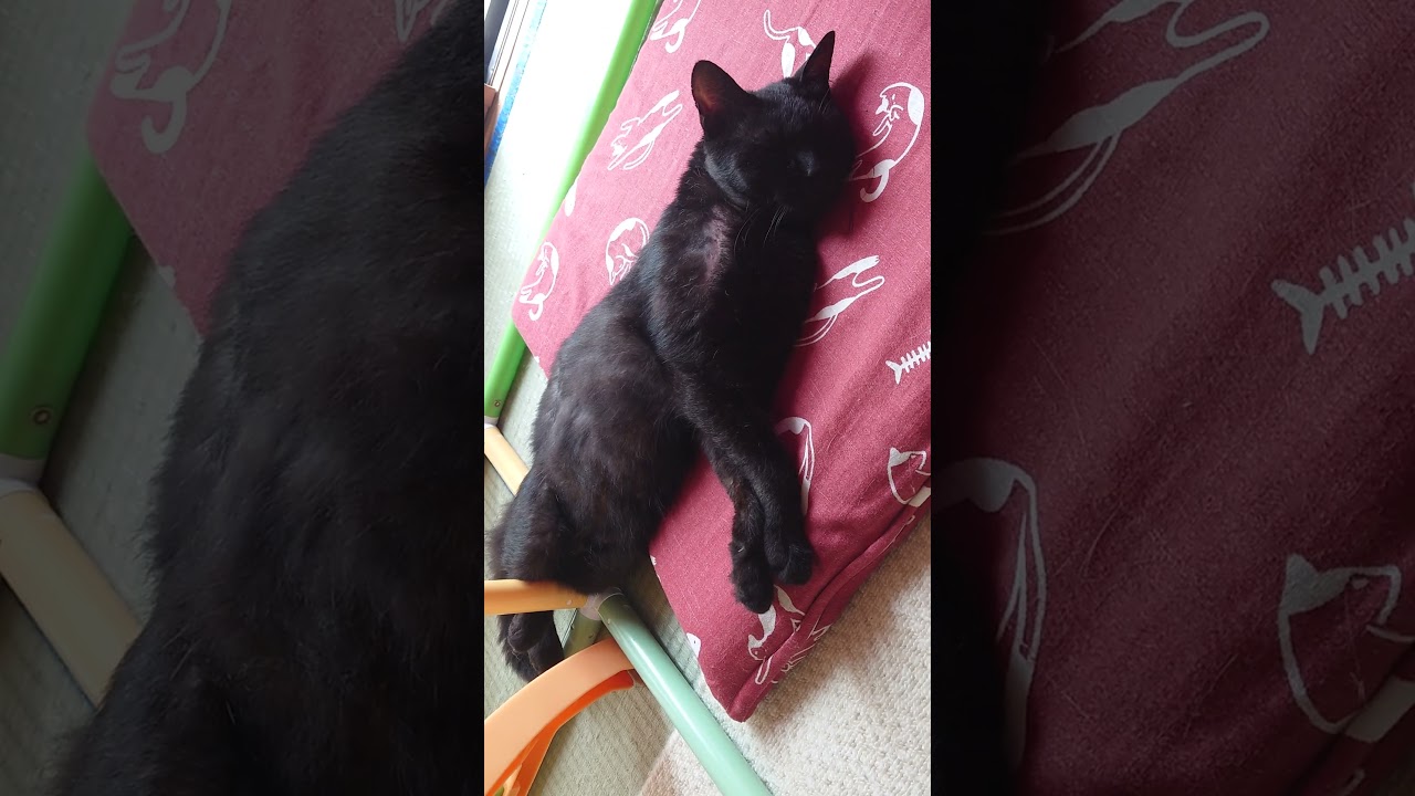 近づいても目も開けないクロスケ🤣 #猫 #cat